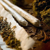 Cannabis información y efectos